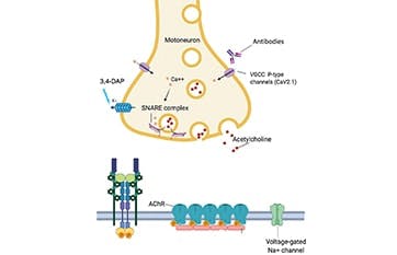 Diagnosis and Treatment of Lambert-Eaton Myasthenic Syndrome ...