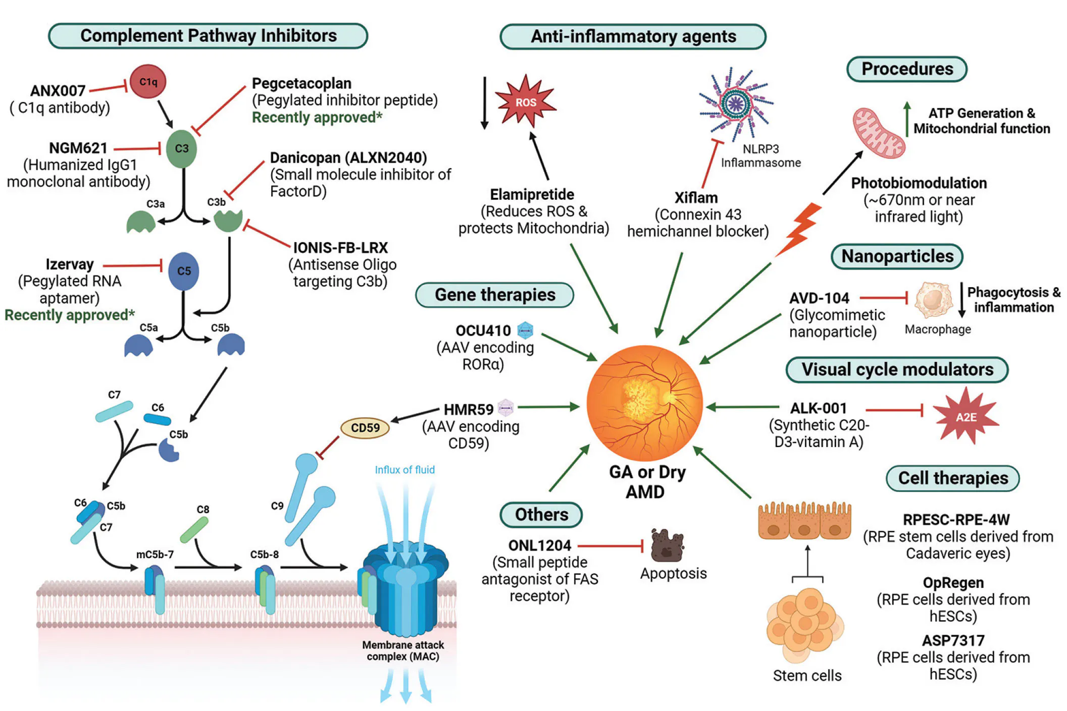 Beyond Complement: Emerging Therapeutics for Dry AMD - Retina Today