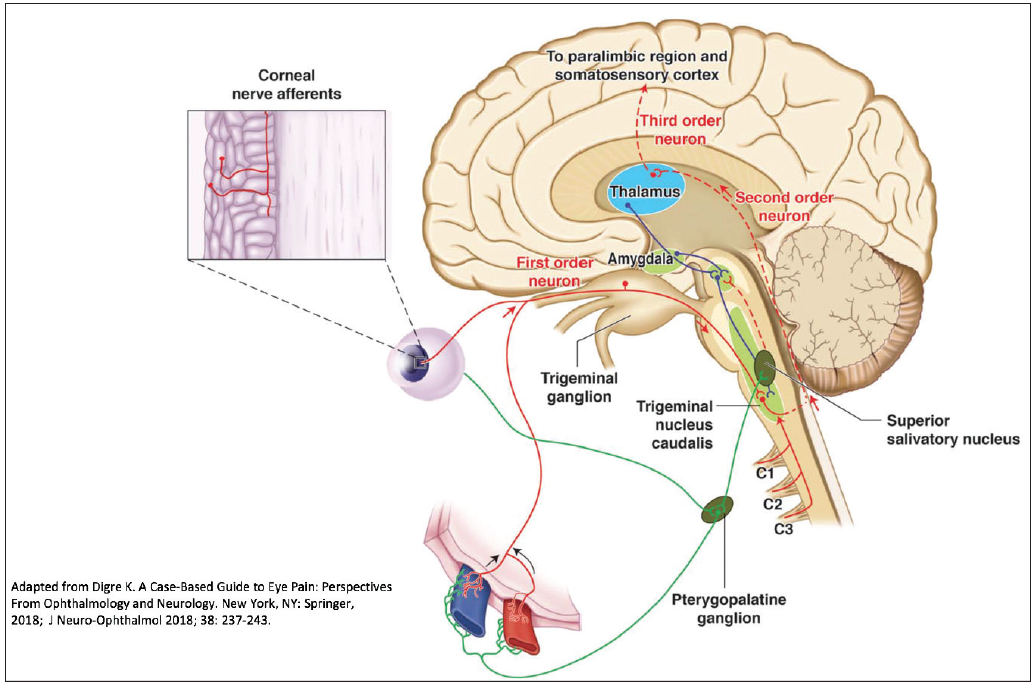 Neurological Mechanism of Trigeminal Nerve Pain - Modern Optometry