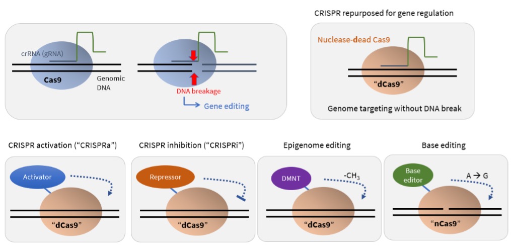 CRISPR: Beyond Gene Editing - Retina Today