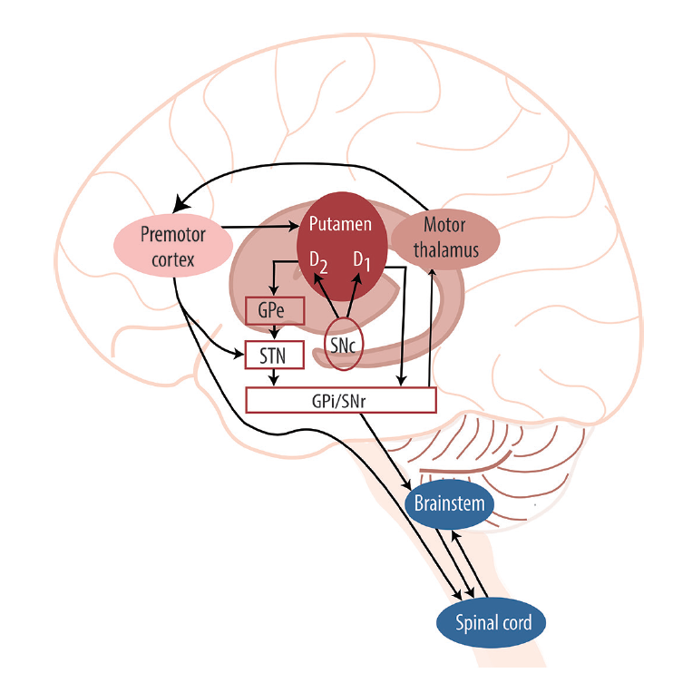 Autoimmune Movement Disorders in Children - Practical Neurology