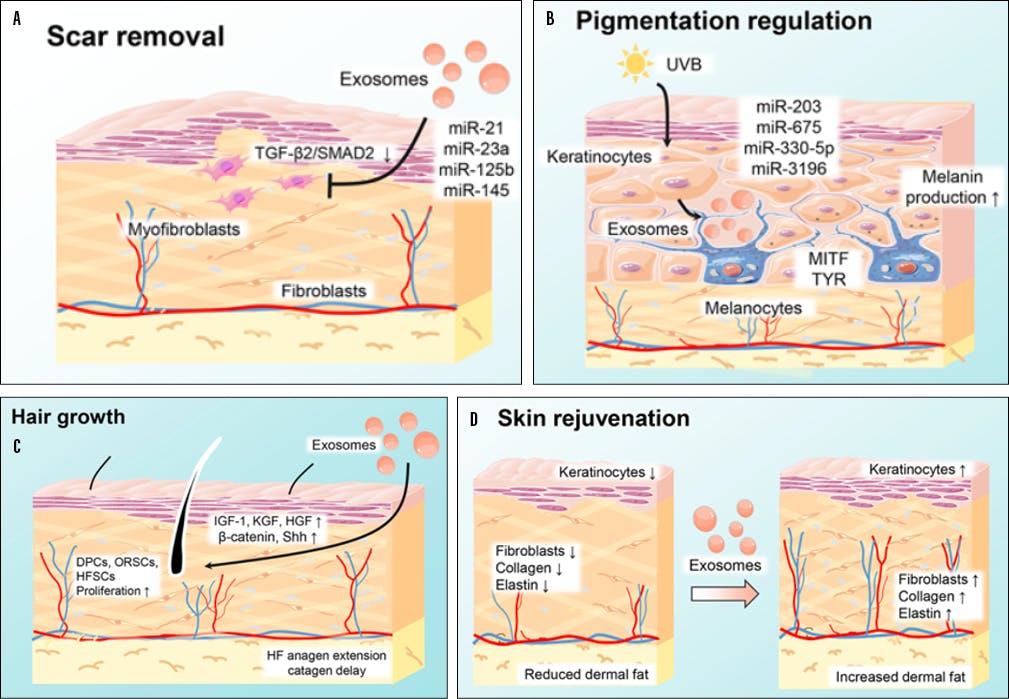 An Update on Regenerative Medicine and Exosomes - Modern Aesthetics