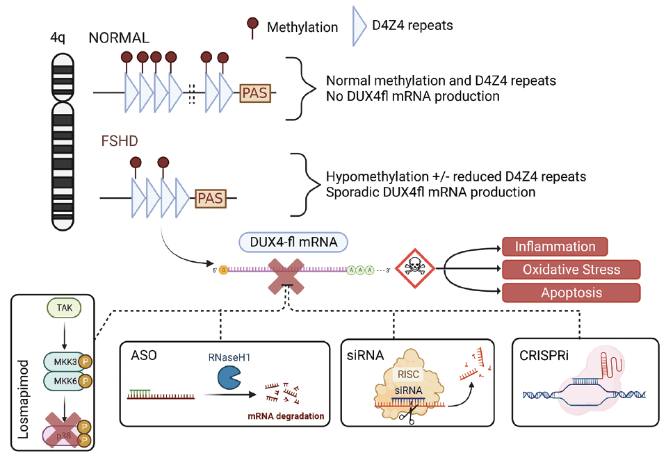 Therapeutic Approaches to Neuromuscular Repeat Disorders ...