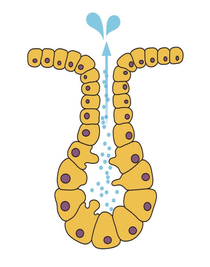 Unraveling the Role of Accessory Lacrimal Glands Modern Optometry